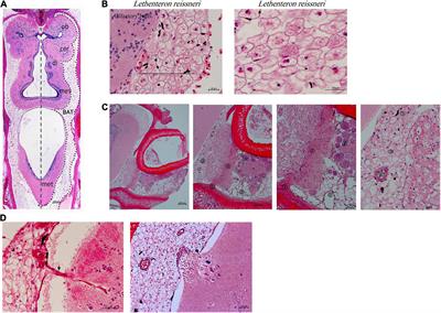 Genetic and Functional Characterization of Novel Brown-Like Adipocytes Around the Lamprey Brain